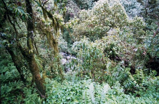Джунгли на высоте 1.5 км